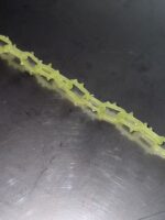 Antidote Spiked bracelet — изображение 4